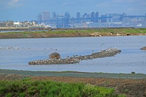 San Diego, nature, birding