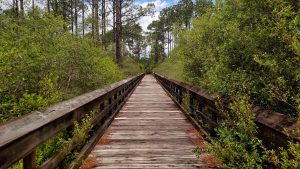 nature, landscape, forest, florida