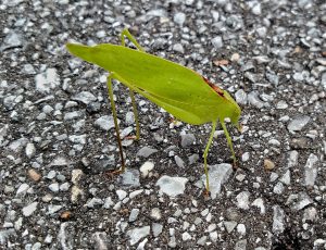 nature, landscape, insect, florida