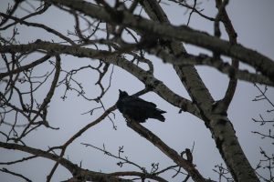 raven, nature, landscape, birding