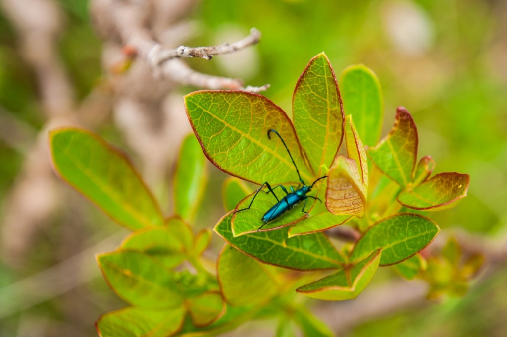 Entomology was never my favourite, but I really grew to appreciate these buggers. 