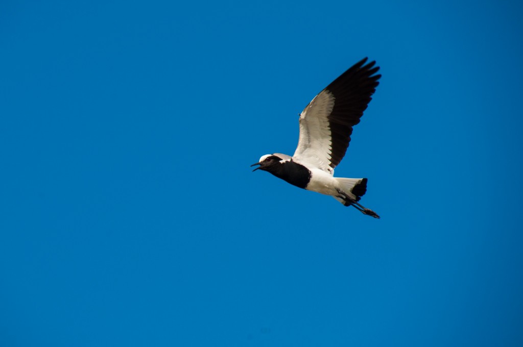 Blacksmith Lapwings however, will readily dive bomb you if you get too close