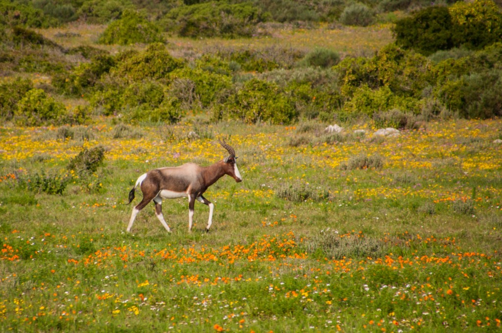 This bontebok would not stop grazing. But waiting and watching for the moment it lifts its head was well worth it. 