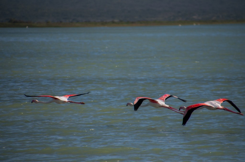 Nothing beats having flamingos right at your doorstep every morning. 