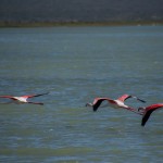 Nothing beats having flamingos right at your doorstep every morning.