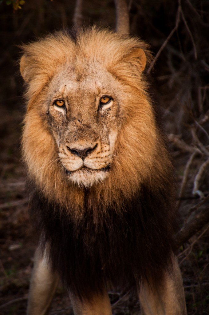 What captures a South African bush experience better than having a male lion stare into your soul at sunrise?