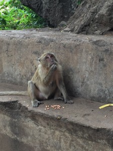 I swear that the monkeys I saw in Thailand have learned how to pose for tourists in return for peanuts.