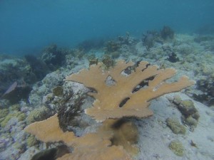 Endangered elkhorn coral? Check. Picture by Victoria Green.