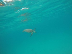 You can hear the gasps of excitement muffled through our snorkels whenever a sea turtle swam by. We even got to follow and observe one for a good 20 minutes! Picture by Katie Loftus.