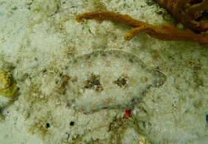 Just floundering around. Picture by Angela Griffe