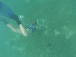 Victoria conducting underwater transect surveys of epiphyte cover on seagrasses. Picture by Victoria Green.