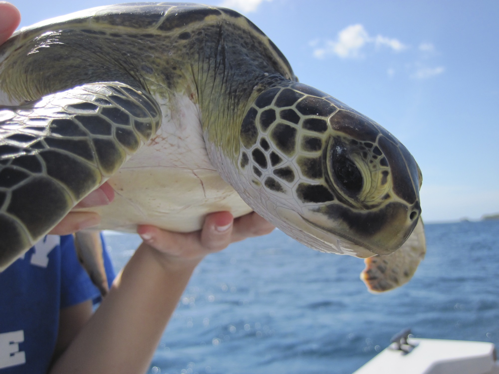 A Diet Of Glass Sea Turtle Ecology