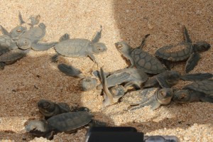 Green turtle hatchlings!