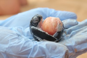 Partially developed hatchling