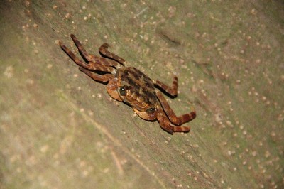 Climbing Crab