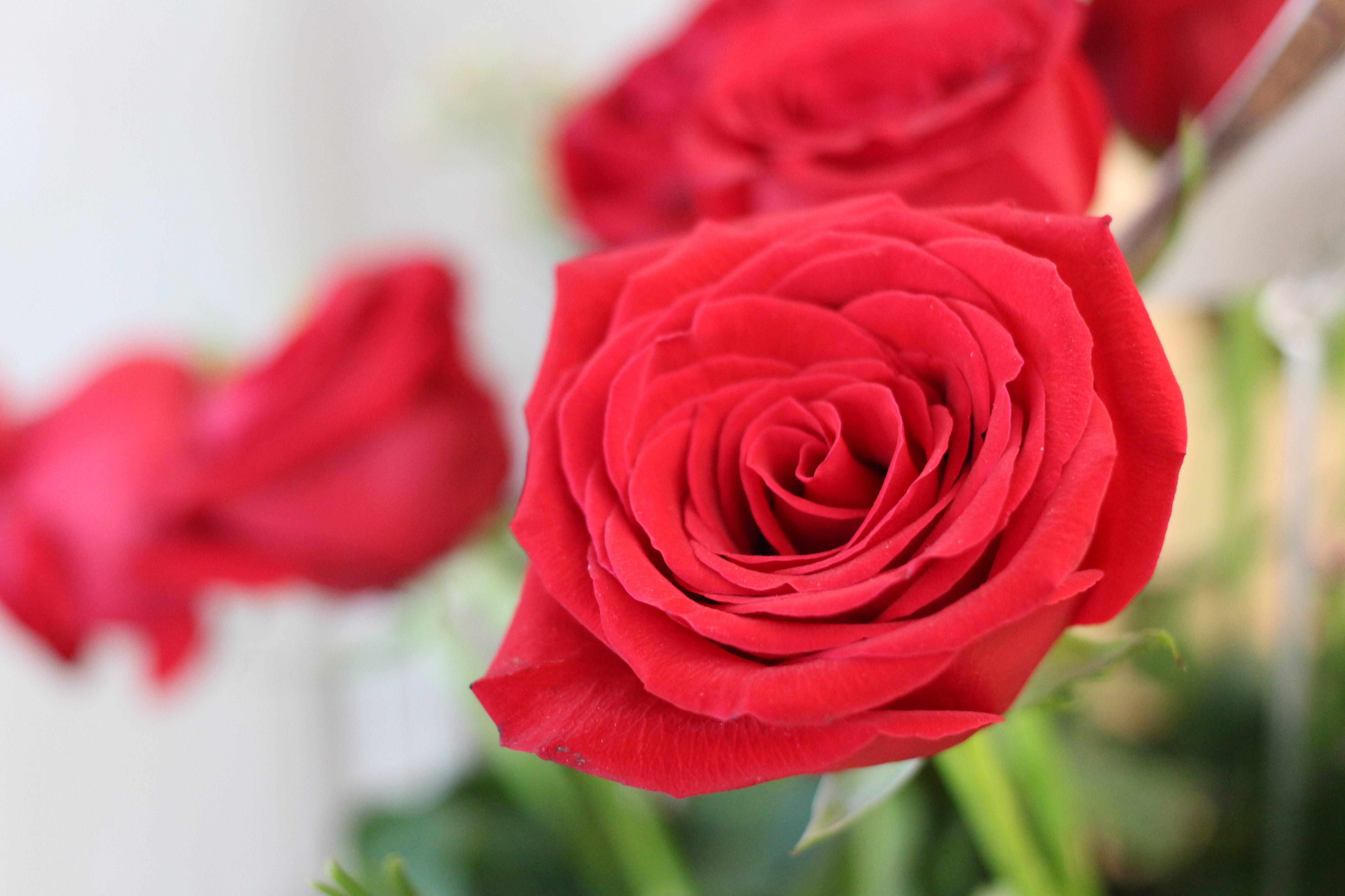 Roses are red and contributing to climate change, florists warn, Climate  Crisis News