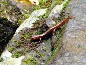 Salamander at Catawba Falls