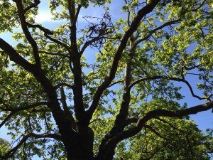 Tree in Canterbury