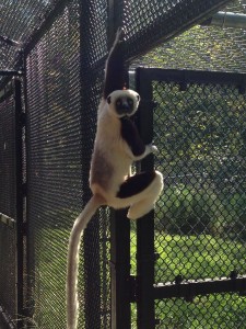 A coquerel's sifaka just hanging out.  They move by "vertical clinging and horizontal leaping."  Here we can see some of the clinging motion, and to move from place to place, they'll leap from side to side.