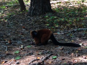 A beautiful red ruffed lemur looking for the lemur chow that we threw on the ground. Lemurs tend to eat things like fruit, flowers, leaves, and sometimes insects.