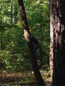 A ringtail moving from the tree to the ground in search of food. These are the most common lemur found in captivity.