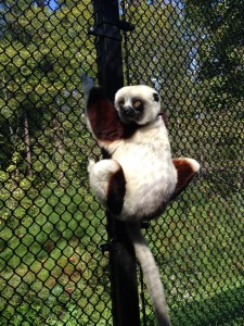 Closeup on a coquerel's sifaka. They tend to be the largest lemurs you can find at the Duke Lemur Center. Please note that we're not standing in a cage; this is more like a hallway between a building and the forest.