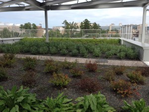 The rooftop garden of Environment Hall.  (Admittedly, this photo was taken in the early fall.)