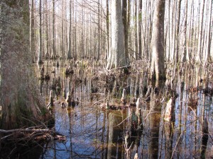 Cypress knees