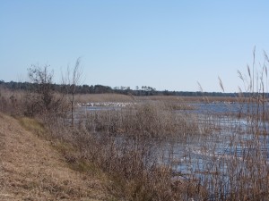 Peaceful swans