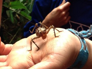 Armored cricket in Gabon