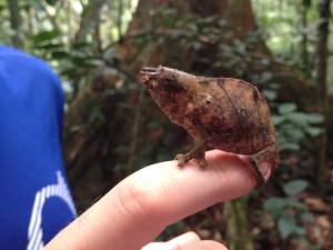 A (little bit squished, sorry) chameleon that we found in Gabon.