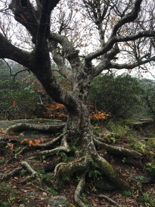 A cool tree up high in the mountains. 