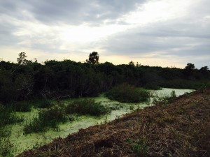 A channel running along wetland area, with duckweed growing rampant at the surface.