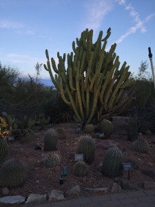 I was enamored with all the crazy cacti of the desert! Thanks to the Desert Botanical Gardens in Phoenix for explaining what types of cacti there were.