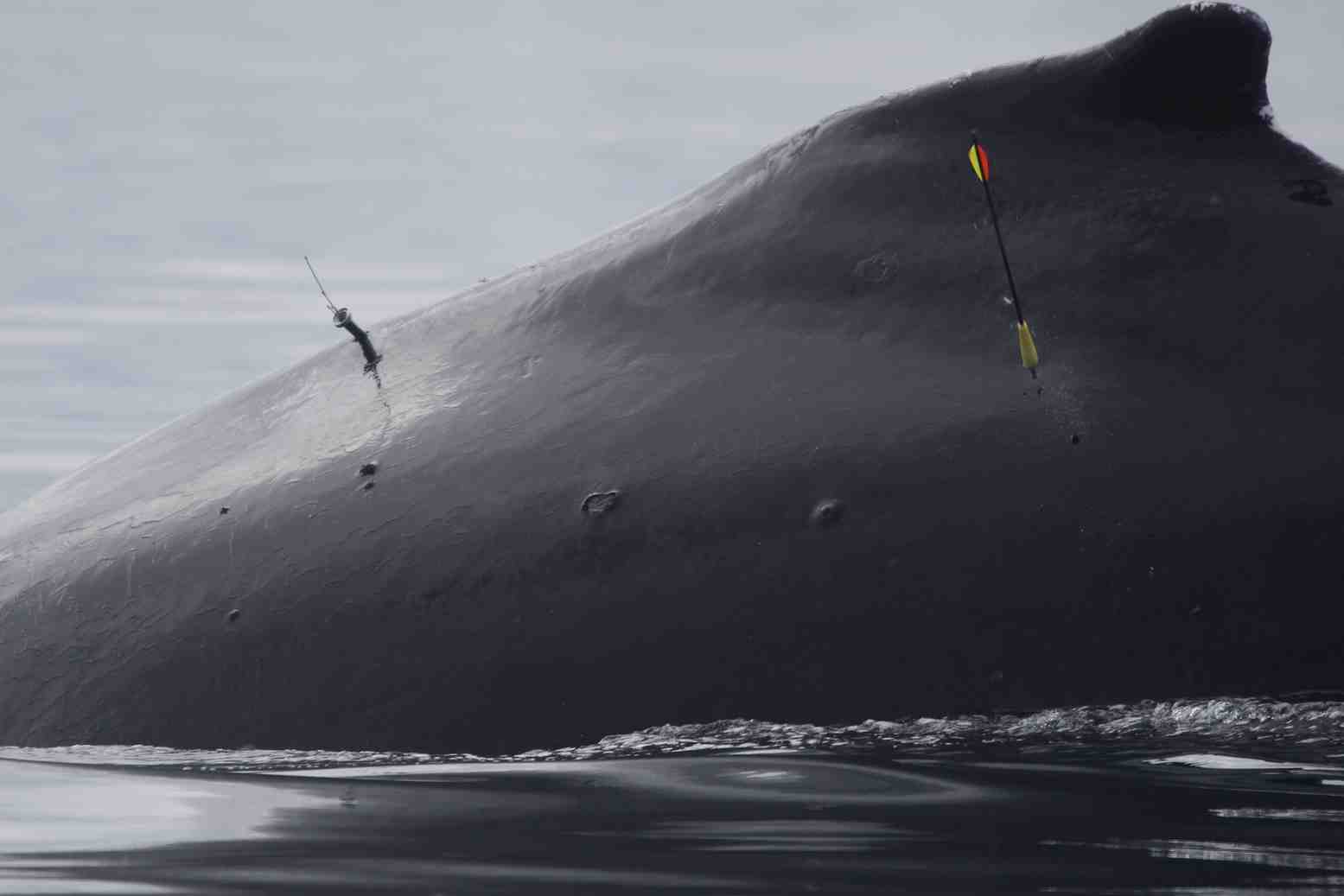 Tagging Minke Whales – Tagging Whales in the Antarctic Seas