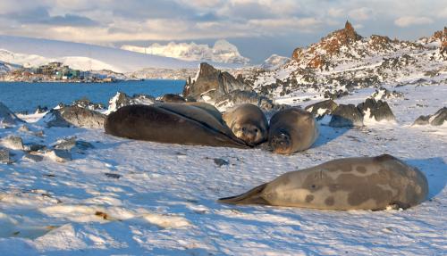 Elephant seals and Palmer