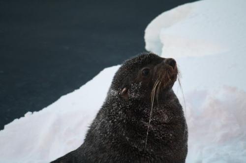 Fur_Seal_CW_1855