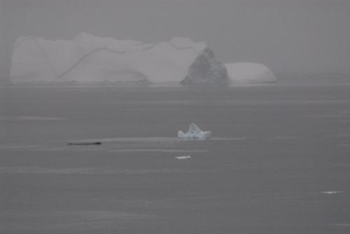 Humpback in Flandres Bay_DMW_0028_sm -2
