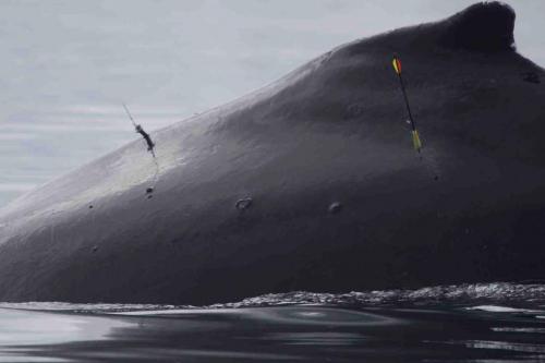 Humpback