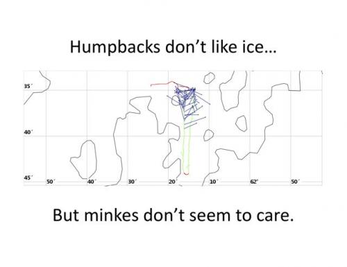 HumpbacksIceExtinctionSlide