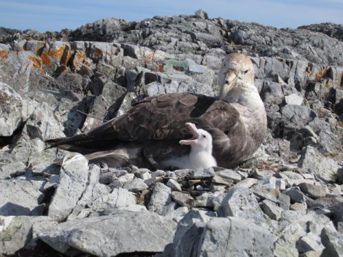 Adult and chick giant petrel