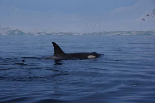 KillerWhale