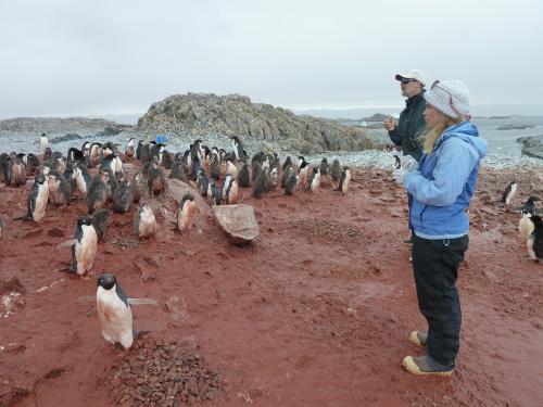 Counting Adelie chicks