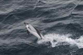 Peale's Dolphin