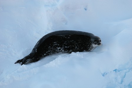 WeddelSeal_Danielle_0200