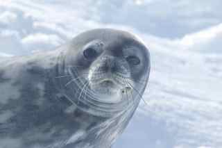 Weddell Seal