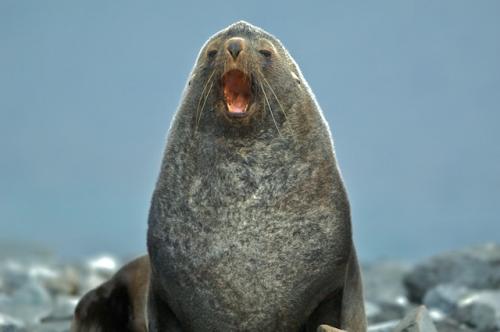 agroar