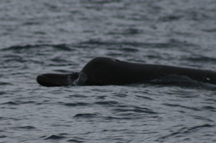 Arnoux's Beaked Whale