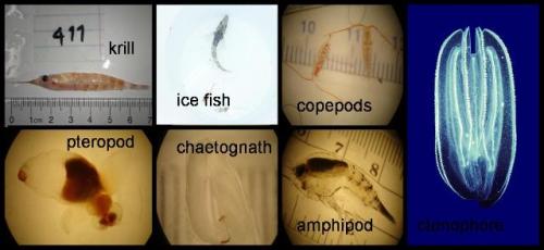zooplankton_picture_5_sm