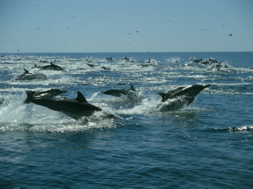 Dani_san pedro martir_common dolphins – Gulf of California